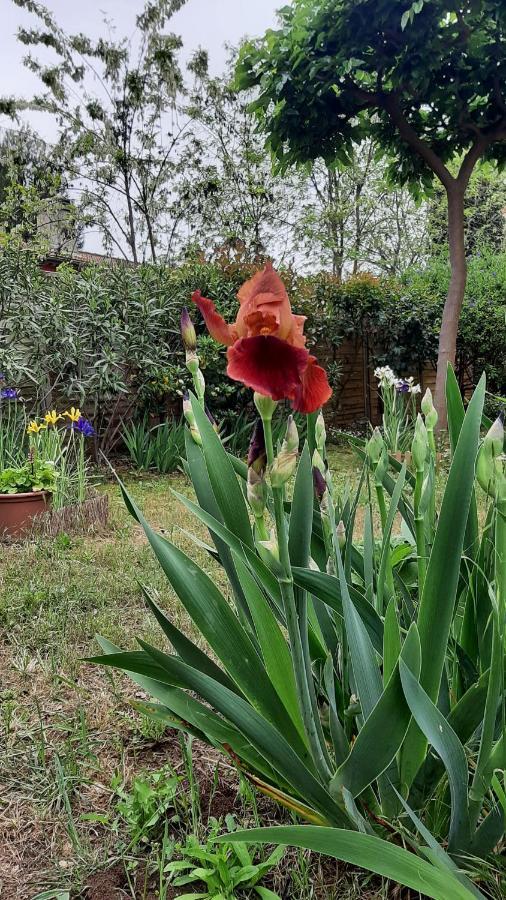 Maison Lumineuse Et Spacieuse Avec Jardin Arbore La Valette-du-Var Eksteriør bilde